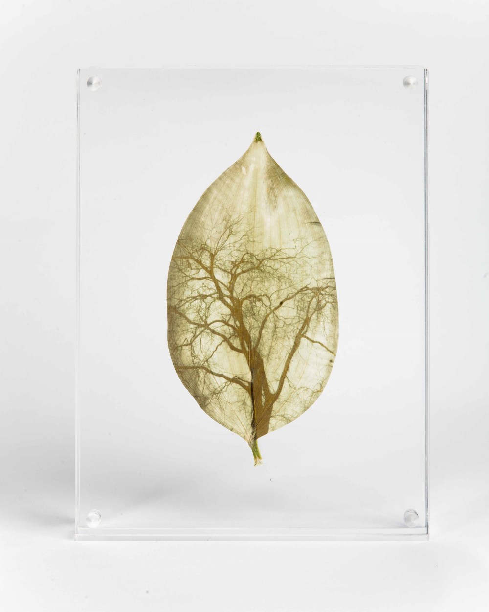 10.-Girardin_Origin-2