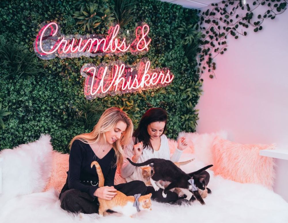 kittens crumbs and whiskers